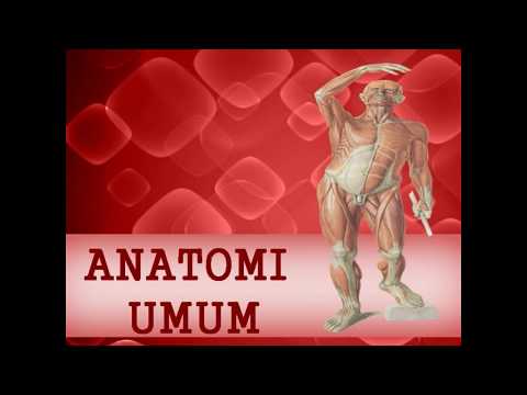 Potensi laki-laki Eleutherococcus Peningkatan yang lebih rendah di Novgorod penis