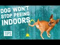 How To Stop Your Dog From Peeing Indoors