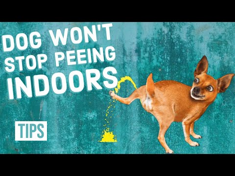 How to Stop Your Dog From Peeing Indoors