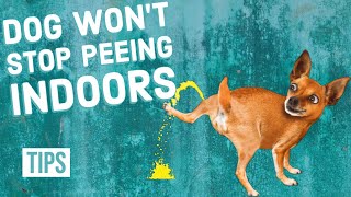 How to Stop Your Dog From Peeing Indoors