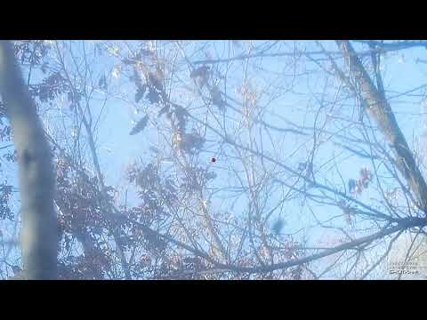 SAG NATURE srl - 7/8-12-2019 Woodcock Hunting - Caccia alla beccaccia