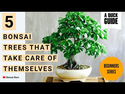“5 Low-Maintenance Bonsai Trees Perfect for Beginners!” | “Bonsai for Beginners Made Easy.”