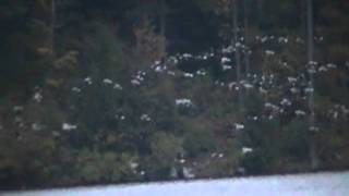 preview picture of video 'October 4th 2011 Vermont - Colchester Pond migrating geese footage.'