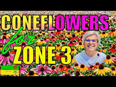 Zone 3: A deep dive into ECHINACEA, RUDBECKIA & RATIBIDA | what is hardy, what is not