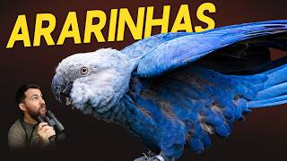 EU VI ARARINHAS-AZUIS EXTINTAS NA NATUREZA!
