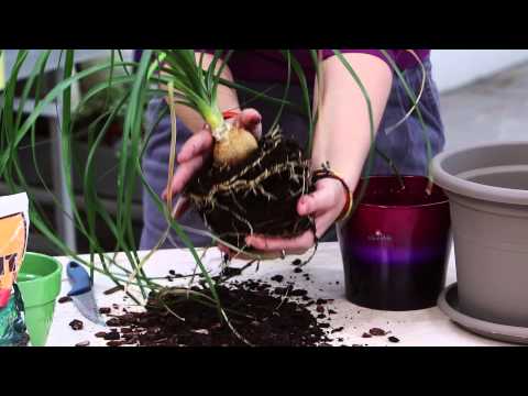 , title : 'HDZ VR 09 presadzanie rastlin po zime'