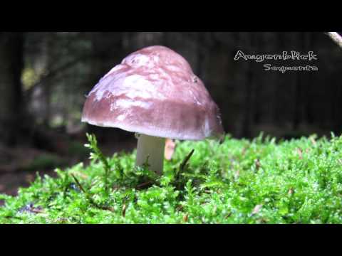 Augenblick - Sequenta (Original Mix)