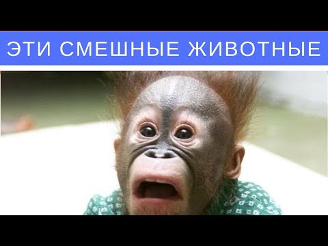 Эти смешные животные
