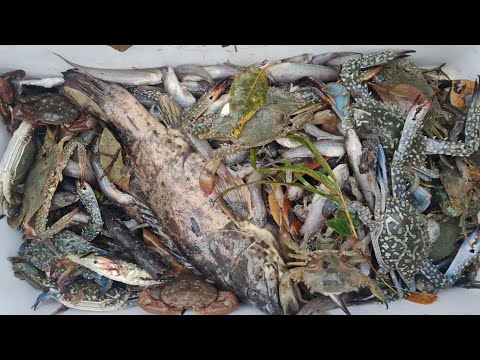 EP761-P1 - Pagpandaw ng Bokatot | Occ. Mindoro