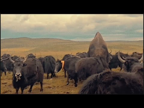 Tibetan wild yak.