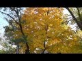 Осенний парк 