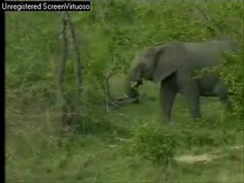 Two Bull Elephants Djuma PM 11/08/07 - 2