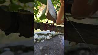 Download lagu Jebakan burung otomatis simpel #jebakanburung #merpati #rekomendasi #birds #perkutut mp3