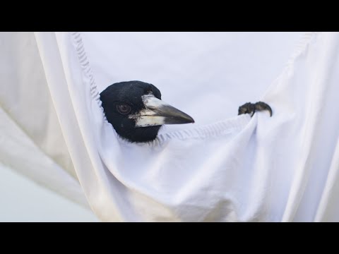 Penguin Bloom (Featurette 'Penguin the Magpie Spills the Beans on Working with Naomi Watts')