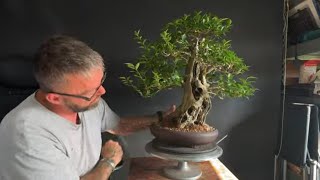 Pruning My Privet And The Snail Bonsai