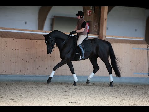 Gelding by Kentucky - Kostolany *2013