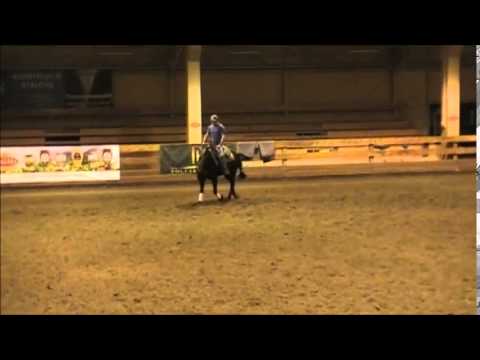 Hollywannashine 3 Year Old Gelding