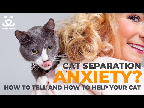 Does your cat have separation anxiety and how you can help