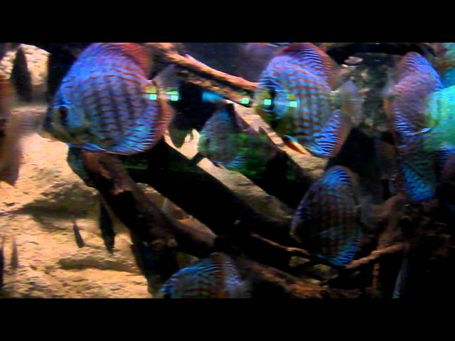 the most beautiful aquarium fish (Blue Turquoise Discus) Ep.9  HD 720 p