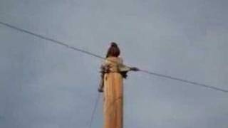 Dark Morph Red Tailed Hawk - Parley&#39;s Gulch