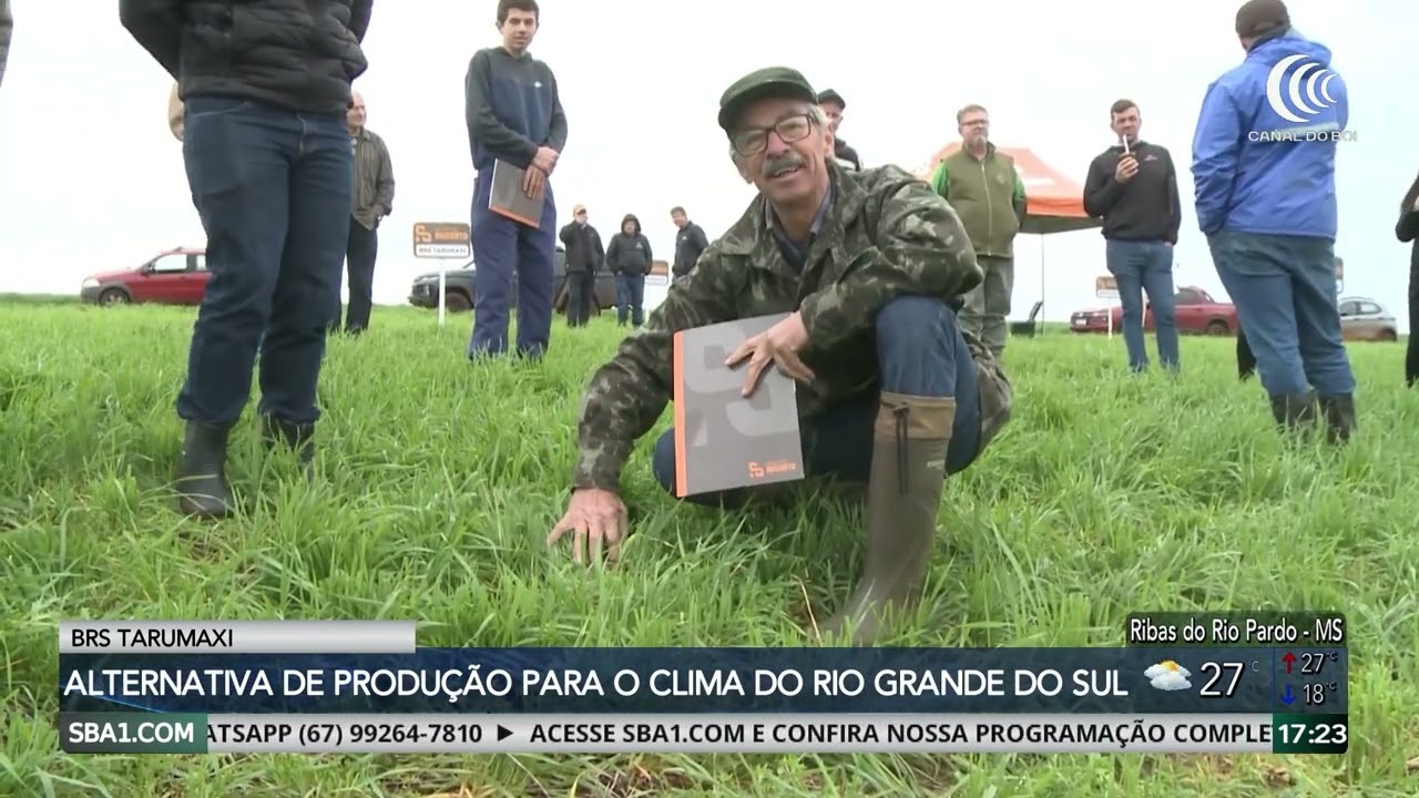 Nova cultivar de trigo amplia opções para alimentação do rebanho em RS
