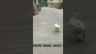 Download lagu Murid bunda corla #shorts #viral #lucu mp3