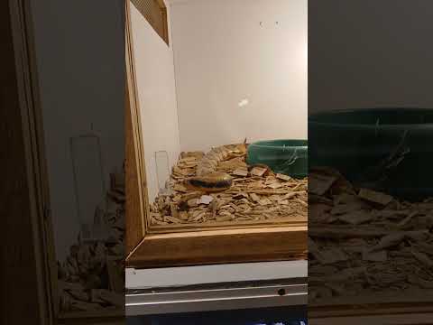 Alternatus en Parque La Cascada Piriapolis Maldonado Uruguay 🇺🇾