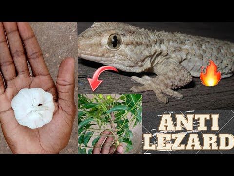 COMMENT ÉLIMINER LES LÉZARDS. ASTUCES FAIT MAISON👍👍👍