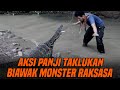 GANAS BANGETTT BIAWAK BIAWAK INI BIKIN PANJI KEWALAHAN