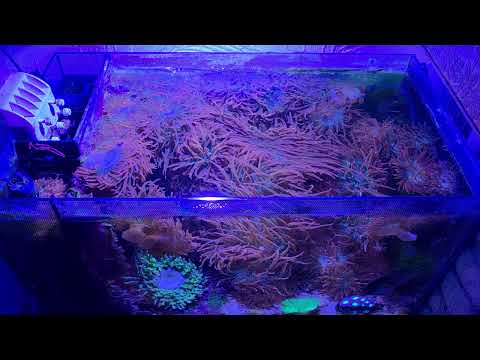 Fluval Evo Update and More