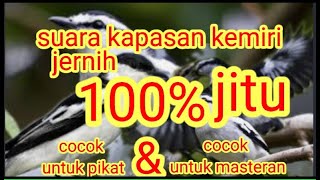 Download lagu suara kapasan kemiri cocok utuk pikat dan masteran#kapasan mp3