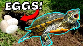 HOW TO MAKE TURTLE EGGS!