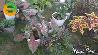 Download lagu Surga dan neraka part2 disampaikan KH Zainuddin MZ mp3