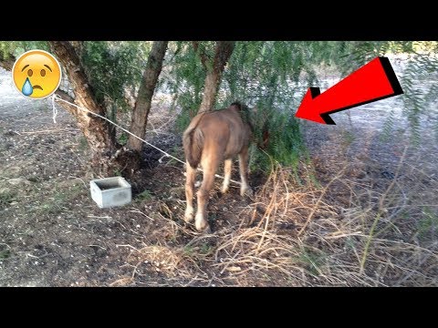 Encuentran un poni abandonado atado a un árbol, al acercarse ven por qué no quiere darse la vuelta Video