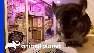 Family Of 7 Chinchillas Get An Incredible New Basement Enclosure | Animal Cribs