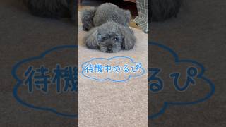 【飼主の帰りを待ち侘びるワンコ】#犬のいる暮らし #犬動画 #犬 #トイプードル #保護犬 #繁殖引退犬 #dog #toypoodle #いぬ #わんこ #犬のいる生活 #犬との暮らし #留守番