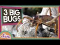 Meet 3 Giant Insects