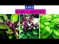 Basil Varieties A to Z