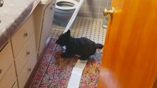 Dogs Playing With Toilet Paper