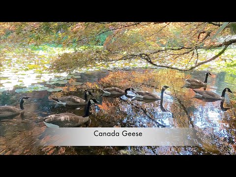 *CANADA GEESE " BATHING " 2021 #0714