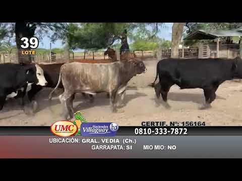 Lote 80 Novillitos en Chaco, Gral. Vedia