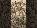 Why do ants do this creepy death spiral?