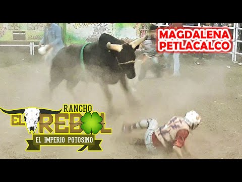 ¡PURO TORO GRANDE! RANCHO EL TREBOL EN LA MAGDALENA PETLACALCO