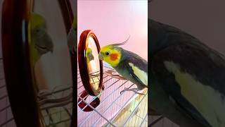Download lagu Amazing Cockatiel Singing and Whistling | Cute Parrot Bird Songs for Relaxation mp3