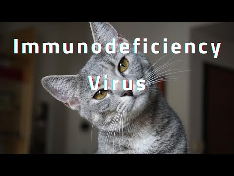 fiv in cats faqs feline immunodeficiency virus