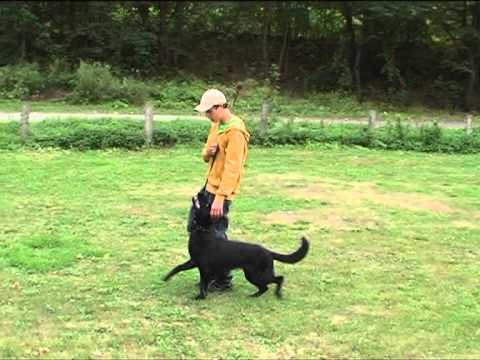 Alfa Sibaryani 12 months, obedience