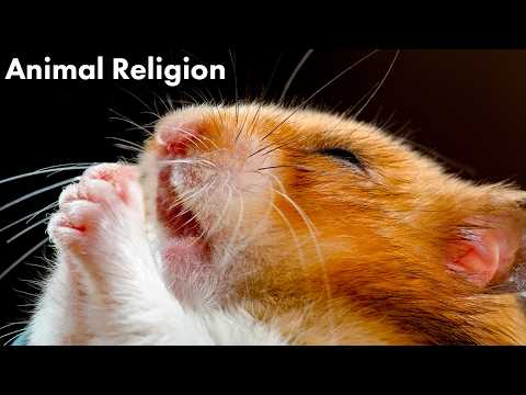 Are Animals Religious?