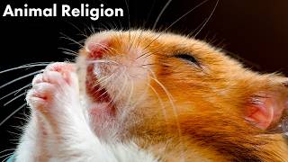 Are Animals Religious?