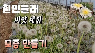 흰민들레 씨앗채취  씨앗발아 모종만들기 흰민들레 효능