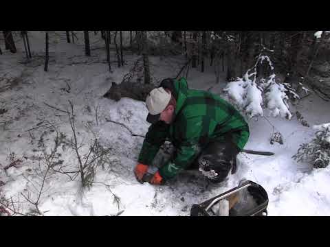 how to trap coyotes in the snow